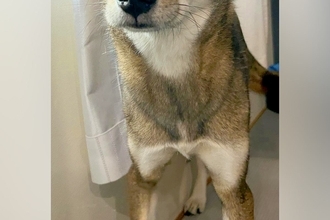 犬の前で『巨大なオナラ』をしてしまった飼い主→ふと顔を覗くと…人間のような『表情』の一枚に反響「眉毛がｗｗ」「体の心配をしてるのかも」