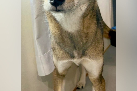 犬の前で『巨大なオナラ』をしてしまった飼い主→ふと顔を覗くと…人間のような『表情』の一枚に反響「眉毛がｗｗ」「体の心配をしてるのかも」