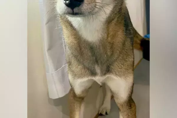 犬の前で『巨大なオナラ』をしてしまった飼い主→ふと顔を覗くと…人間のような『表情』の一枚に反響「眉毛がｗｗ」「体の心配をしてるのかも」