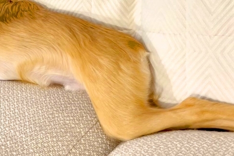 『本当にチワワ…？』ソファで転がる犬を撮影→思った以上に『体』が長くて…小型犬とは思えない光景が74万再生「し、鹿？」「美脚すぎて草」