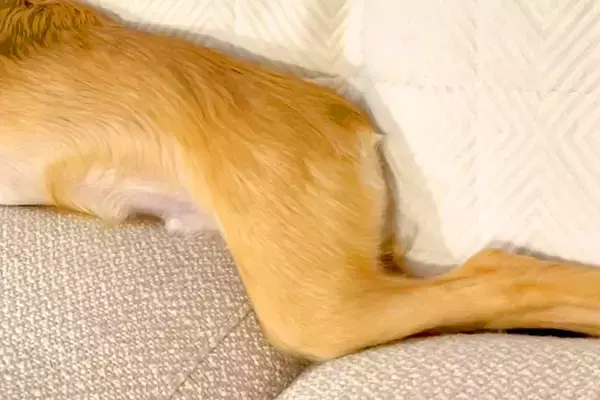 『本当にチワワ…？』ソファで転がる犬を撮影→思った以上に『体』が長くて…小型犬とは思えない光景が74万再生「し、鹿？」「美脚すぎて草」