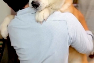 32キロの秋田犬が、パパに『抱っこして』と甘えた結果→大きさを分かっていない『赤ちゃんすぎる光景』が12万再生「たまらん」「愛の重み」