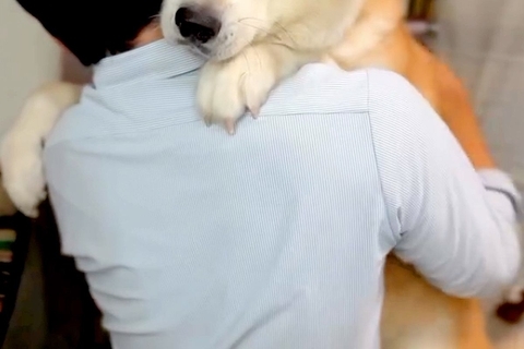 32キロの秋田犬が、パパに『抱っこして』と甘えた結果→大きさを分かっていない『赤ちゃんすぎる光景』が12万再生「たまらん」「愛の重み」