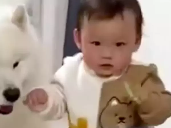 よちよちと歩く1歳の男の子→『転ばないかな？』と心配する大型犬が…まるで『本当の姉』のような行動に2万いいね「幸せオーラすごい」「感動」