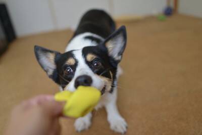 犬を外に連れて行けないときの『室内遊び』4つ　運動不足を解消する方法とは？