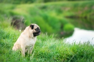 ネズミのおしっこで感染？「レプトスピラ症」から犬を守る方法【獣医が解説】