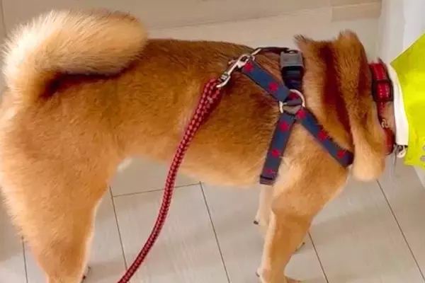 エリザベスカラーを付けられたのが不服な犬→壁に向かって…分かりやすすぎる『反抗的態度』が194万再生「全力でｗｗ」「激おこで草」と爆笑