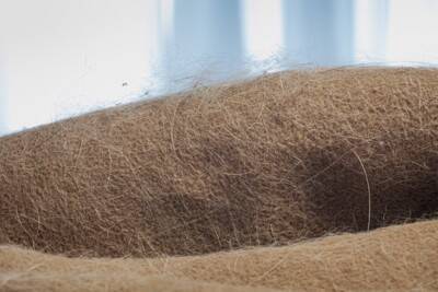 愛犬のベッドはどれぐらいの頻度で洗うべき？理想的な洗濯方法や注意点まで解説