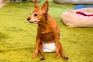4年前から歩けなくなってしまった老犬→それでも嬉しそうにして…勇気を貰える『今を全力で生きる光景』に感動続々「最高に幸せ」「長生きして」