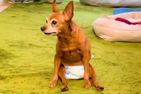 4年前から歩けなくなってしまった老犬→それでも嬉しそうにして…勇気を貰える『今を全力で生きる光景』に感動続々「最高に幸せ」「長生きして」