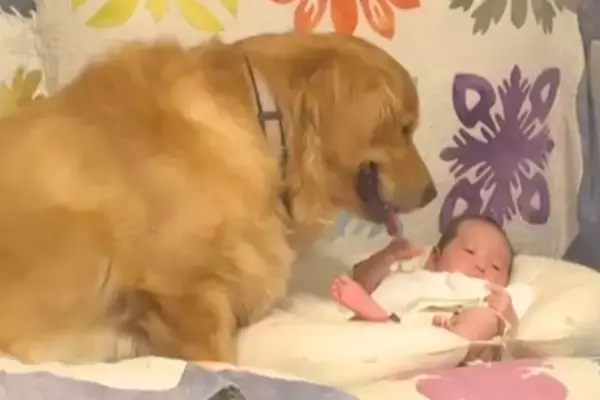 赤ちゃんをジーっと見つめる大型犬→『自分が産みました』と勘違いしている光景が尊すぎると180万再生「最高」「ジブリの世界すぎる」と絶賛