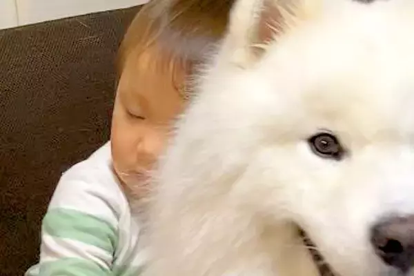 赤ちゃんにハグされ、笑顔を見せる大型犬→パパが抱きしめると…わかりやすすぎる『辛辣な表情』に1万いいね「温度差がたまらんｗ」「笑った」