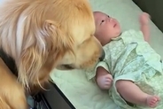 赤ちゃんが動くと、いつも『泣いてない？』と心配する大型犬→常に近くで見守って…愛おしい『ボディガード』に反響「優しい」「頼りになるね」