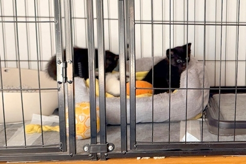 『川に捨てられていた子猫』を発見した犬→連れて帰ると、母性が爆発して…まるで『本当の母のような光景』に4万いいね「優しい」「心温まる」