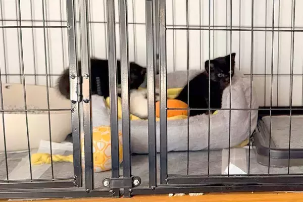 『川に捨てられていた子猫』を発見した犬→連れて帰ると、母性が爆発して…まるで『本当の母のような光景』に4万いいね「優しい」「心温まる」