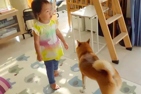犬のおもちゃを洗濯した結果→『どこにいったんだろう？』と必死に探し、2歳の女の子も一緒になって…愛おしい行動に反響「本当の姉妹みたい」