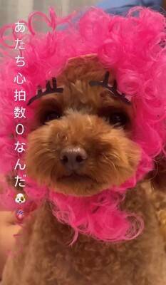 『嫌な予感…』犬と男の子が遊ぶ部屋を覗いてみた結果…まさかの『シュールすぎる姿』が414万再生「まつ毛ｗ」「こっち見ないで笑」と爆笑