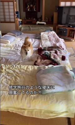 旅行中、一緒に連れていった犬が…まるで『修学旅行のようなテンション』が可愛すぎると3万再生「大運動会ｗ」「ワクワクするの分かる」と絶賛