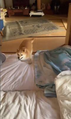 旅行中、一緒に連れていった犬が…まるで『修学旅行のようなテンション』が可愛すぎると3万再生「大運動会ｗ」「ワクワクするの分かる」と絶賛