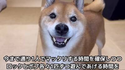 赤ちゃん犬にガンを飛ばし、ブチ切れていた先輩犬が…奇跡的すぎる『6ヶ月後の姿』が尊いと21万再生「愛が伝わったのかな」「感動した」と絶賛