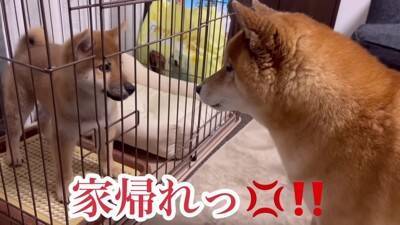 赤ちゃん犬にガンを飛ばし、ブチ切れていた先輩犬が…奇跡的すぎる『6ヶ月後の姿』が尊いと21万再生「愛が伝わったのかな」「感動した」と絶賛