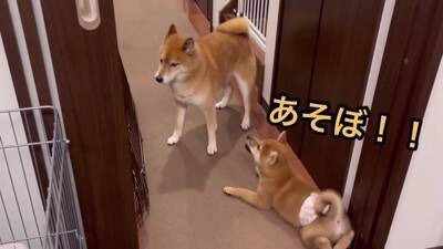 赤ちゃん犬にガンを飛ばし、ブチ切れていた先輩犬が…奇跡的すぎる『6ヶ月後の姿』が尊いと21万再生「愛が伝わったのかな」「感動した」と絶賛