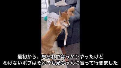 赤ちゃん犬にガンを飛ばし、ブチ切れていた先輩犬が…奇跡的すぎる『6ヶ月後の姿』が尊いと21万再生「愛が伝わったのかな」「感動した」と絶賛