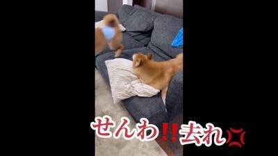 赤ちゃん犬にガンを飛ばし、ブチ切れていた先輩犬が…奇跡的すぎる『6ヶ月後の姿』が尊いと21万再生「愛が伝わったのかな」「感動した」と絶賛