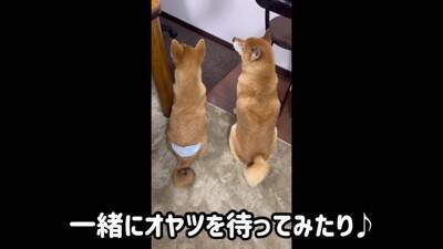 赤ちゃん犬にガンを飛ばし、ブチ切れていた先輩犬が…奇跡的すぎる『6ヶ月後の姿』が尊いと21万再生「愛が伝わったのかな」「感動した」と絶賛