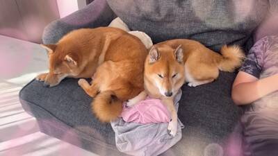 赤ちゃん犬にガンを飛ばし、ブチ切れていた先輩犬が…奇跡的すぎる『6ヶ月後の姿』が尊いと21万再生「愛が伝わったのかな」「感動した」と絶賛