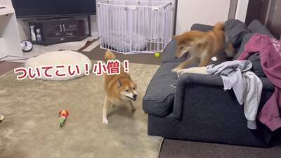 赤ちゃん犬にガンを飛ばし、ブチ切れていた先輩犬が…奇跡的すぎる『6ヶ月後の姿』が尊いと21万再生「愛が伝わったのかな」「感動した」と絶賛