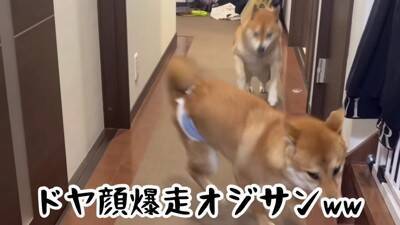 赤ちゃん犬にガンを飛ばし、ブチ切れていた先輩犬が…奇跡的すぎる『6ヶ月後の姿』が尊いと21万再生「愛が伝わったのかな」「感動した」と絶賛