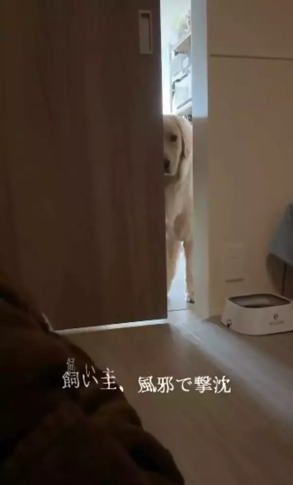 風邪で寝込んでいたら、1歳の大型犬がドアから覗き込み…『切なすぎる反応』で胸がいっぱいになると75万再生「覗いてて尊い」「心配が伝わる」