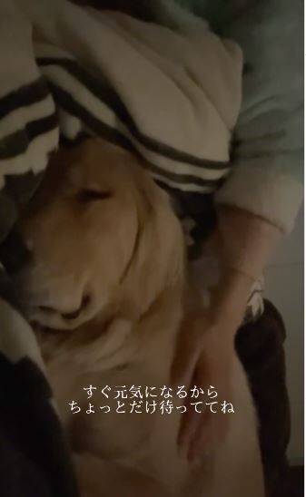 風邪で寝込んでいたら、1歳の大型犬がドアから覗き込み…『切なすぎる反応』で胸がいっぱいになると75万再生「覗いてて尊い」「心配が伝わる」