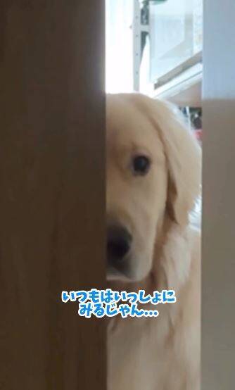 風邪で寝込んでいたら、1歳の大型犬がドアから覗き込み…『切なすぎる反応』で胸がいっぱいになると75万再生「覗いてて尊い」「心配が伝わる」