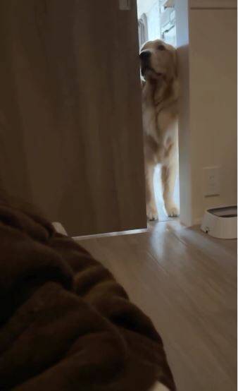 風邪で寝込んでいたら、1歳の大型犬がドアから覗き込み…『切なすぎる反応』で胸がいっぱいになると75万再生「覗いてて尊い」「心配が伝わる」