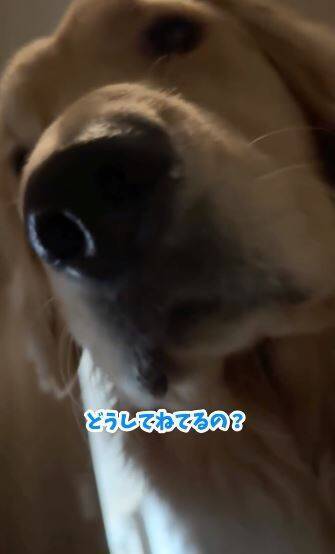 風邪で寝込んでいたら、1歳の大型犬がドアから覗き込み…『切なすぎる反応』で胸がいっぱいになると75万再生「覗いてて尊い」「心配が伝わる」