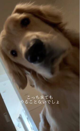 風邪で寝込んでいたら、1歳の大型犬がドアから覗き込み…『切なすぎる反応』で胸がいっぱいになると75万再生「覗いてて尊い」「心配が伝わる」