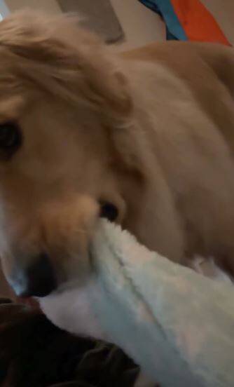 風邪で寝込んでいたら、1歳の大型犬がドアから覗き込み…『切なすぎる反応』で胸がいっぱいになると75万再生「覗いてて尊い」「心配が伝わる」