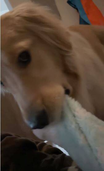 風邪で寝込んでいたら、1歳の大型犬がドアから覗き込み…『切なすぎる反応』で胸がいっぱいになると75万再生「覗いてて尊い」「心配が伝わる」