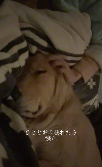 風邪で寝込んでいたら、1歳の大型犬がドアから覗き込み…『切なすぎる反応』で胸がいっぱいになると75万再生「覗いてて尊い」「心配が伝わる」