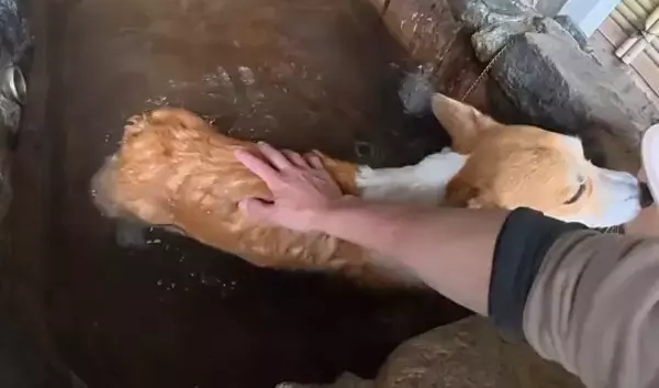 知らないおじいちゃん『近くに犬が入れる温泉あるんだよ』→まさかの『微笑ましすぎる展開』に4万いいね「良い出会い」「素敵な話」と反響