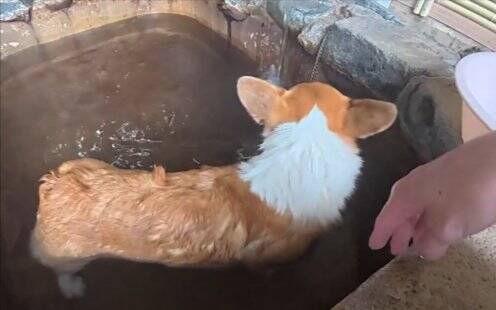 知らないおじいちゃん『近くに犬が入れる温泉あるんだよ』→まさかの『微笑ましすぎる展開』に4万いいね「良い出会い」「素敵な話」と反響