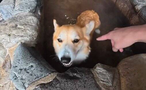 知らないおじいちゃん『近くに犬が入れる温泉あるんだよ』→まさかの『微笑ましすぎる展開』に4万いいね「良い出会い」「素敵な話」と反響