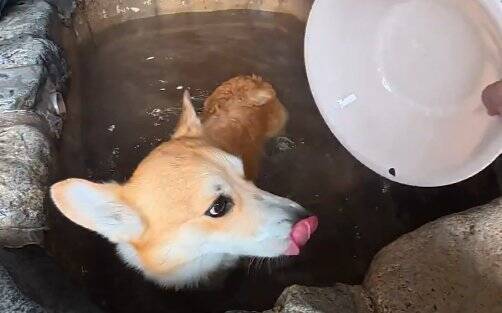 知らないおじいちゃん『近くに犬が入れる温泉あるんだよ』→まさかの『微笑ましすぎる展開』に4万いいね「良い出会い」「素敵な話」と反響