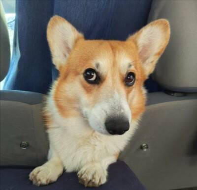 知らないおじいちゃん『近くに犬が入れる温泉あるんだよ』→まさかの『微笑ましすぎる展開』に4万いいね「良い出会い」「素敵な話」と反響