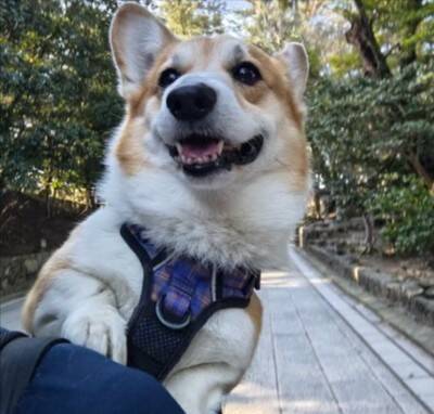 知らないおじいちゃん『近くに犬が入れる温泉あるんだよ』→まさかの『微笑ましすぎる展開』に4万いいね「良い出会い」「素敵な話」と反響