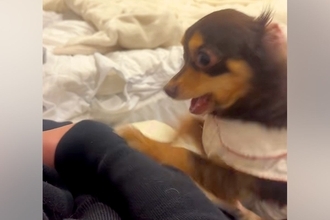 どうしても構ってほしい小型犬→『激しくホリホリしてるな』と思いきや…衝撃的な『急変』が202万再生「目がガンギまってる」「最後反則ｗ」