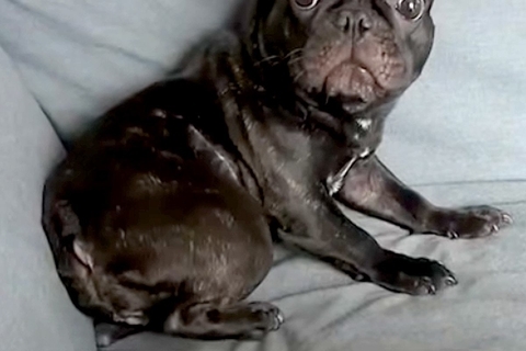 イタズラがバレた犬→『怒られる』と察して…まるでアニメキャラのような『表情や反応』が1168万再生「助け求めてて草」「人間味ありすぎｗ」