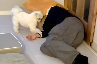 『仕事で疲れ果てた飼い主』VS『絶対撫でて欲しい犬』面白すぎる"想像以上の接戦"が12万再生「セルフなでなでｗ」「どっちの気持ちも分かる」